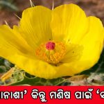 ଆଜି ୭୮ତମ ଜନ୍ମଦିନ ପାଳୁଛନ୍ତି ଆମେରିକା ଇତିହାସରେ ସବୁଠୁ ବୟସ୍କ ରାଷ୍ଟ୍ରପତି ହେବାକୁ ଯାଉଥିବା ଜୋ ବାଇଡେନ୍‌