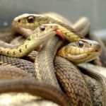 ଭାରତରେ ୫.୫ ଲକ୍ଷ ବିକ୍ରି ଅତିକ୍ରମ କଲା ନେକ୍ସଟ ଜେନ୍ ଏର୍ଟିଗା