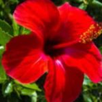 ଆଜି ୭୮ତମ ଜନ୍ମଦିନ ପାଳୁଛନ୍ତି ଆମେରିକା ଇତିହାସରେ ସବୁଠୁ ବୟସ୍କ ରାଷ୍ଟ୍ରପତି ହେବାକୁ ଯାଉଥିବା ଜୋ ବାଇଡେନ୍‌