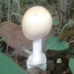 ଟିମ୍ ଇଣ୍ଡିଆକୁ ଝଟକା, ଅଷ୍ଟ୍ରେଲିଆ ବିପକ୍ଷ ପ୍ରଥମ ଦୁଇଟି ଟେଷ୍ଟରୁ ବାଦ୍ ପଡିଲେ ଇଶାନ୍ତ ଶର୍ମା ଓ ରୋହିତ ଶର୍ମା !