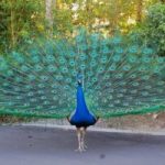 ଅଁଳା ନବମୀରେ କାହିଁକି ଅଁଳା ଗଛକୁ ପୂଜା କରାଯାଏ? ରହିଛି ବିଶେଷ ମହତ୍ତ୍ୱ