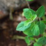 ଶିବସେନାରେ ସାମିଲ ହେଲେ ଅଭିନେତ୍ରୀ ଉର୍ମିଳା ମାତୋଣ୍ଡକର