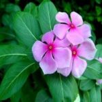 ଗତ ୨୪ ଘଣ୍ଟା ମଧ୍ୟରେ ଦେଶରେ ପୁଣି ୪୧,୩୨୨ କରୋନା ଆକ୍ରାନ୍ତ ଚିହ୍ନଟ, ୪୮୫ ମୃତ