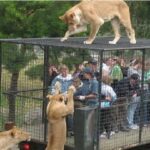 ଦେଶରେ କମୁଛି ସଂକ୍ରମଣ, ୨୪ ଘଣ୍ଟାରେ ବାହାରିଲେ ୧୨୩୩ କରୋନା ପଜିଟିଭ୍