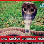 ମାତିଲେ ହାତୀ; ଭାଙ୍ଗିଲେ ଘର ଉଜାଡ଼ିଲେ ଧାନ ଫସଲ, ଭୟଭୀତ ଲୋକେ