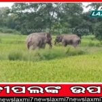 କଟକରେ ବିଶ୍ବକପ୍ ହକି ଉଦ୍‌ଘାଟନ ସମାରୋହ, ପ୍ରତିନିଧି ଦଳର ସ୍ଥିତି ସମୀକ୍ଷା