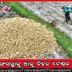 ବିରଳ ହିମାଳିୟନ ଗ୍ରିଫନ ଶାଗୁଣା ଉଦ୍ଧାର, ଚିକିତ୍ସାରେ ଲାଗିଛି ବନବିଭାଗ