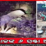 ଆଦିବାସୀ ଶିଶୁଙ୍କ ପାଇଁ ଆଶୀର୍ବାଦ ଯୋଜନା ଅପହଞ୍ଚ