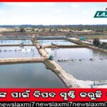 ଆଠଗଡ଼ରେ ପୁଣି ଏକ ଦନ୍ତାର ଜୀବନ ଗଲା: ହାତୀର ଶିକାର ଅନୁମାନ