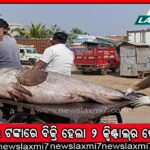 କେମିତି ଚାଲିବ ବିଶ୍ବସ୍ତରୀୟ ଏସ୍‌ସିବି ମେଡିକାଲ୍‌? ୧୩ ପ୍ରଫେସର, ୩୫ ସହଯୋଗୀ ପ୍ରଫେସର, ୪୦୦ ନର୍ସିଂ ପଦ ଖାଲି