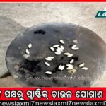 ସାପ କାମୁଡ଼ାରେ ଦଶମ ଶ୍ରେଣୀ ଛାତ୍ରୀଙ୍କ ମୃତ୍ୟୁ