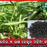 କୃଷି ଓଡ଼ିଶାକୁ ଉଦ୍‌ଘାଟନ କଲେ ମୁଖ୍ୟମନ୍ତ୍ରୀ: ନୂଆ ପ୍ରଯୁକ୍ତି ସହ ଅର୍ଥକାରୀ ଫସଲକୁ ଗୁରୁତ୍ବ