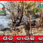 ଭୋକ ବିକଳରେ ଦାଦନ ସାଜିଲେ ୩ ଦମ୍ପତି